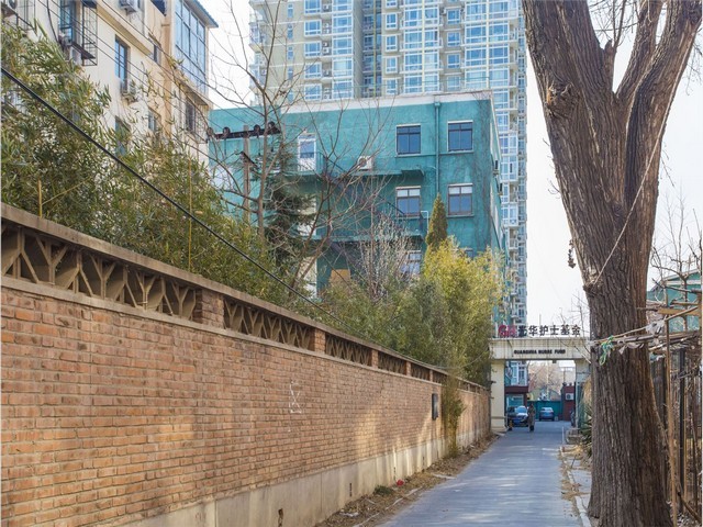 新乡金钗石斛哪里有